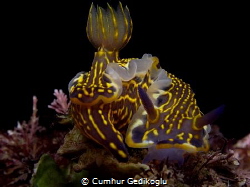 Hypselodoris picta
Feeding time by Cumhur Gedikoglu 